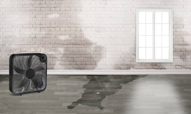 Best Mold removal after water damage  in New Baltimore, OH